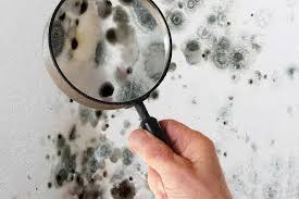 Mold Removal vs. Mold Remediation