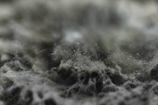 What is Mold?