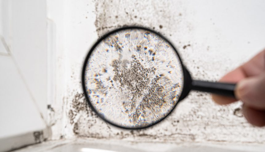 Mold Myths and Facts