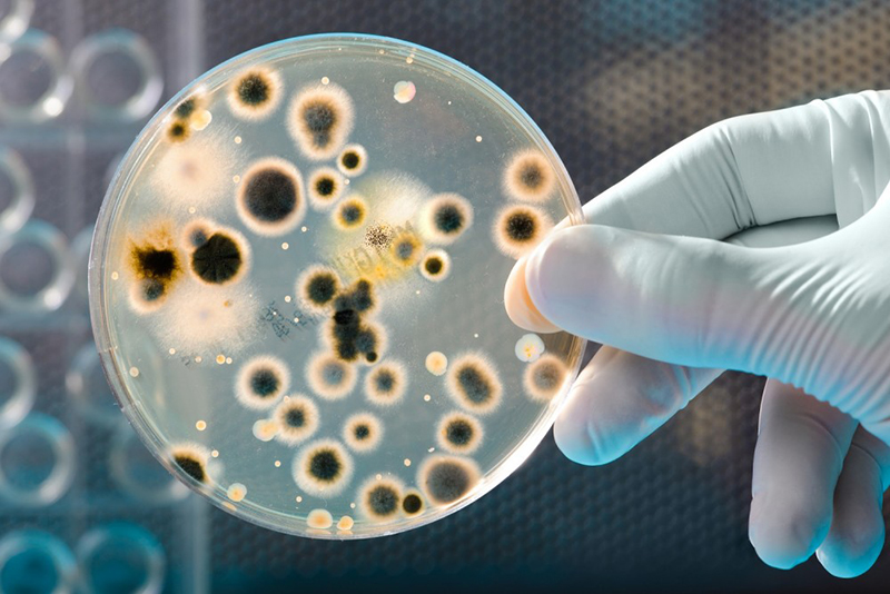 The Importance Of Mold Testing